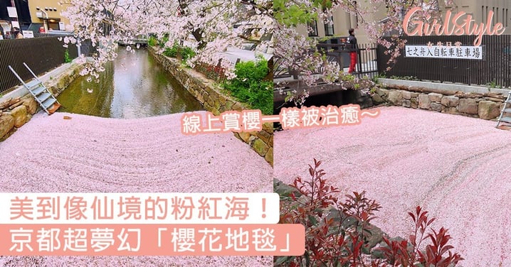 日本京都超夢幻「櫻花地毯」！美到像仙境的粉紅海，線上賞櫻一樣被治癒～