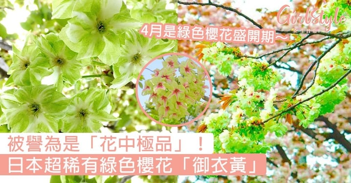 日本超稀有綠色櫻花「御衣黃」！被譽為是「花中極品」，4月賞綠色櫻花最剛好～