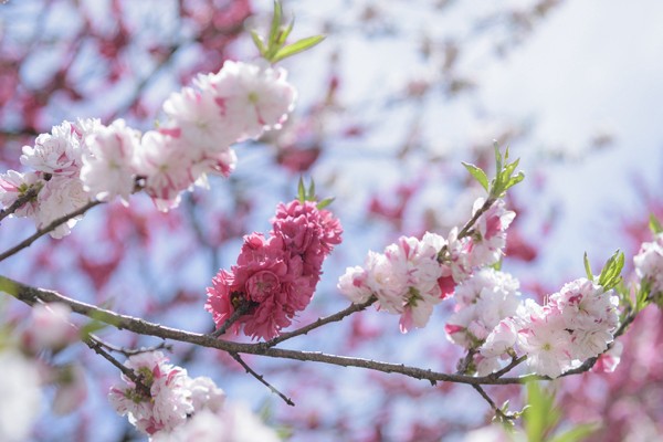 花桃樹是屬於觀賞桃花類的重辦品種,花瓣有桃紅色、白色和粉色