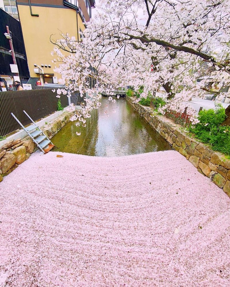 櫻花