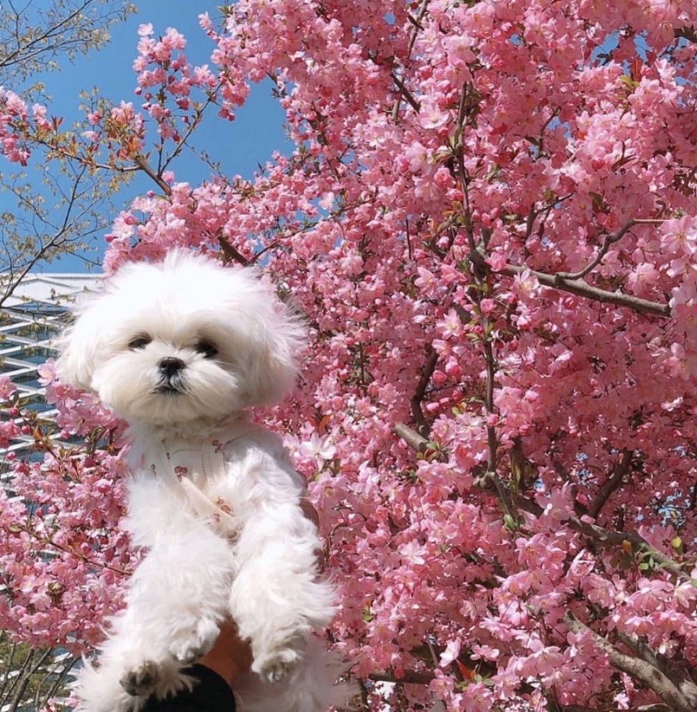 「馬爾濟斯貴婦犬」最常見就是白色、咖啡色和黑色,這三款在韓國街頭上都超常見的,每次看到都會吸引大量途人稱讚可愛!!