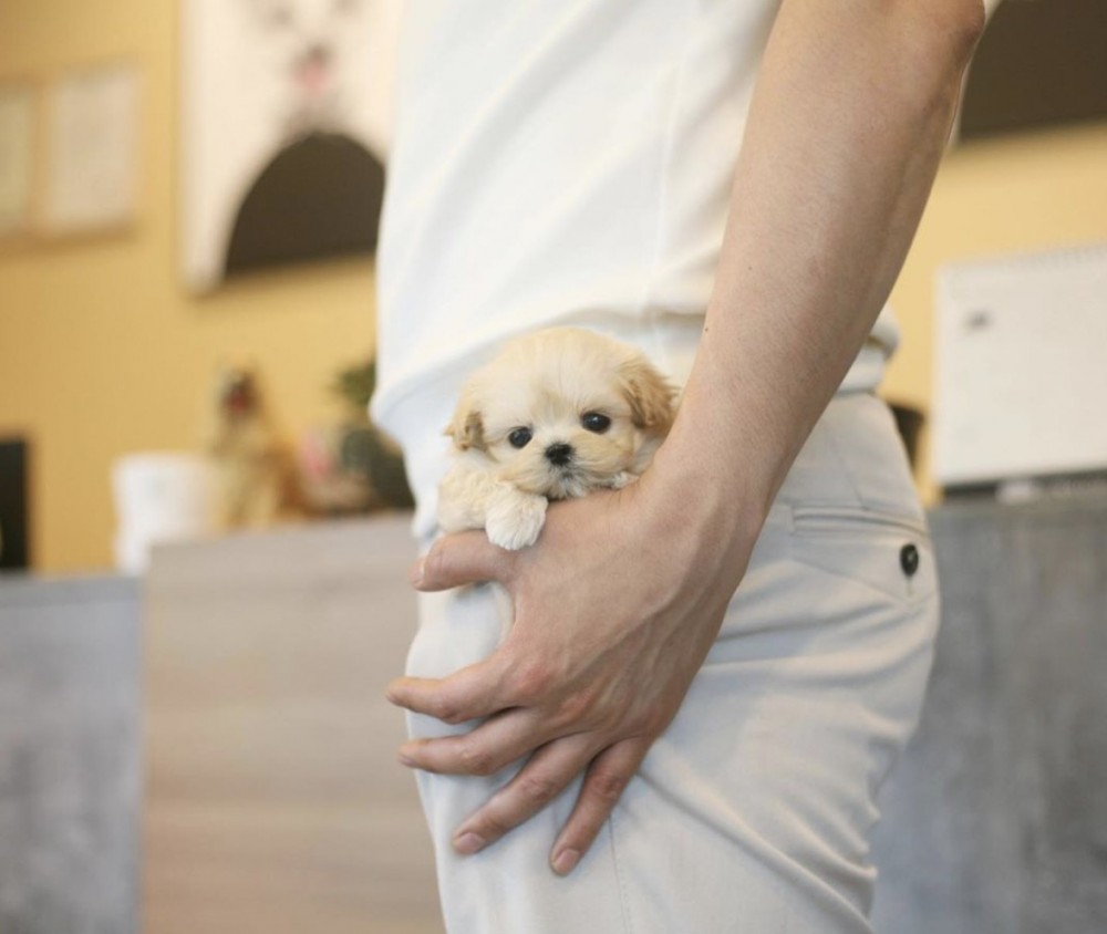「馬爾濟斯貴婦犬」其實就是馬爾濟斯和貴婦犬的混種,微捲的毛髮、圓碌碌大眼睛、短短的鼻子再加上超迷你的體積,看起來就像公仔一樣可愛啊~~