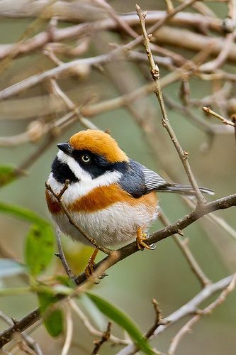 紅頭山雀(Red-headed Tit)