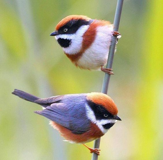 紅頭山雀(Red-headed Tit)
