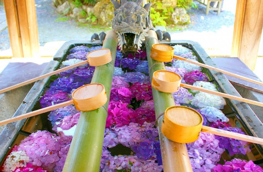 繡球花