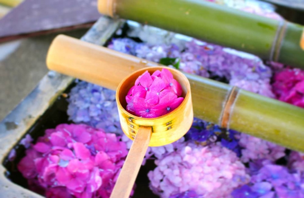 繡球花