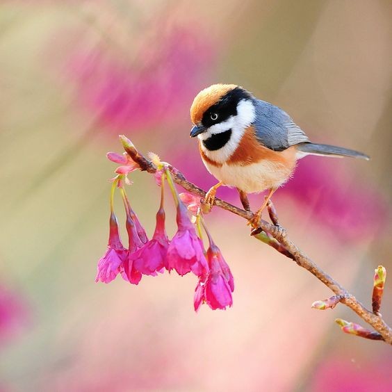紅頭山雀(Red-headed Tit)