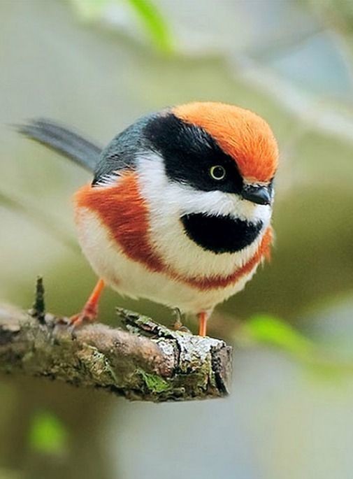 紅頭山雀(Red-headed Tit)