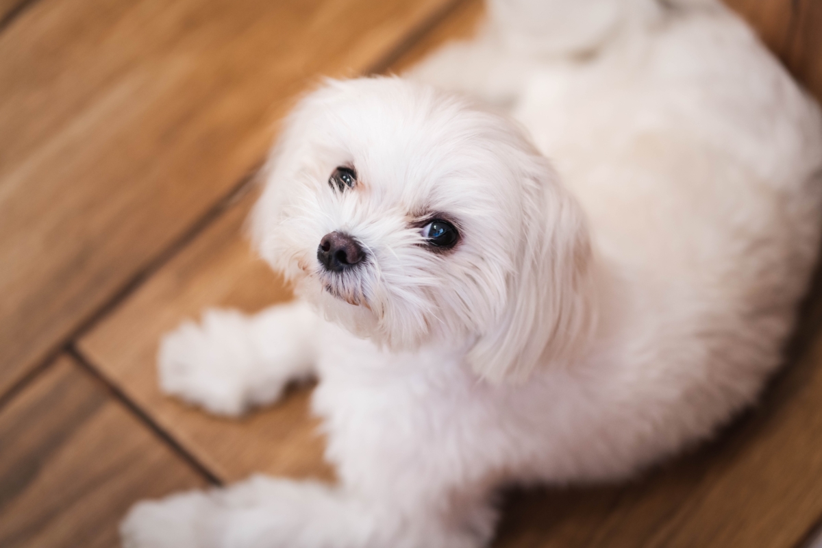 因為嬌小的體型,無論做什麼都很可愛,根本就是會行會走還會賣萌的泰迪熊啊!