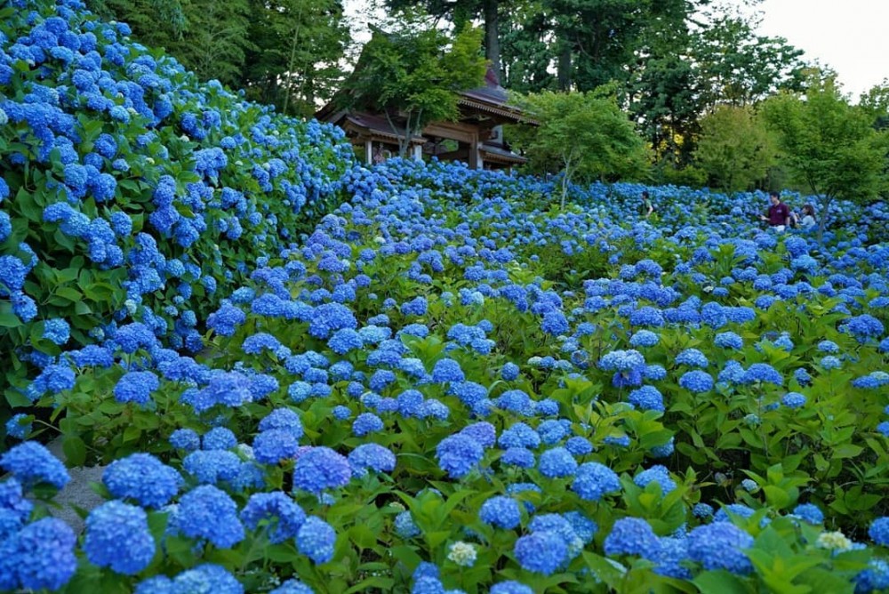 繡球花