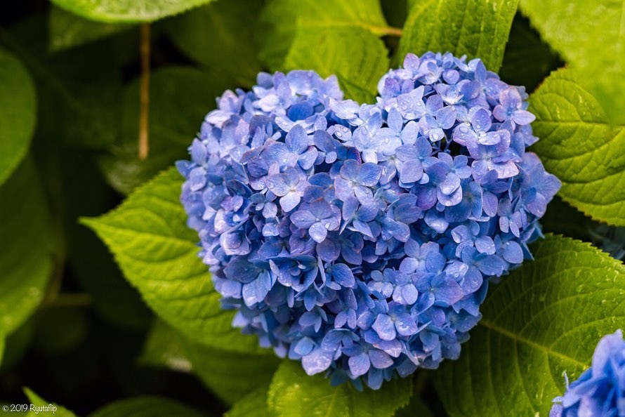 繡球花