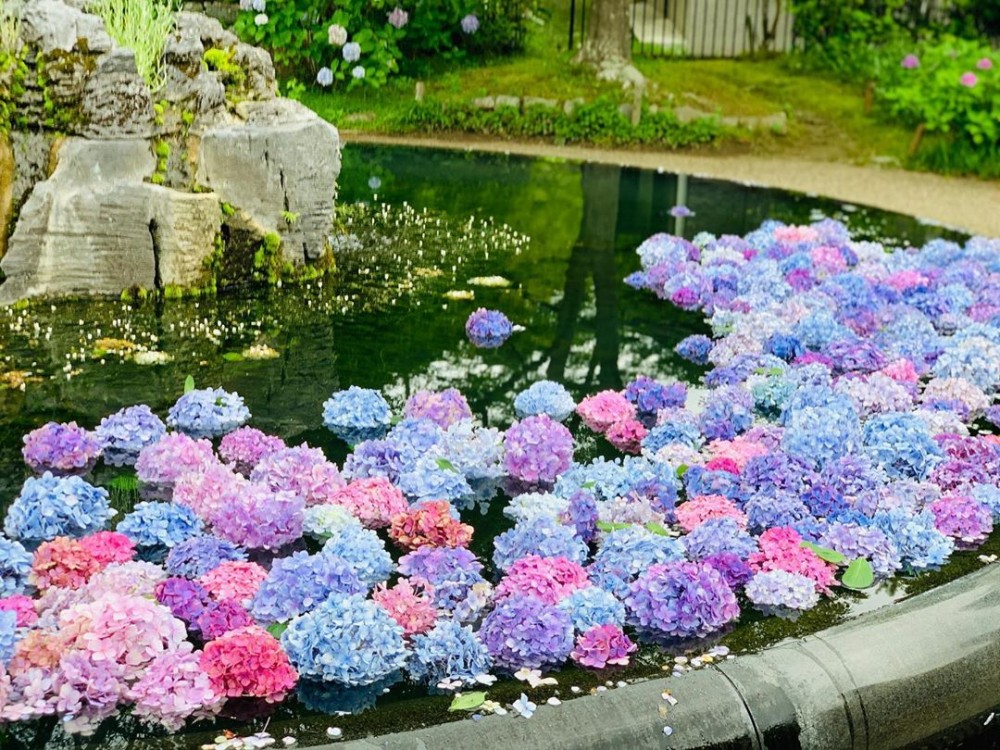 繡球花手水舍, 日本花手水舍, 日本繡球花手水舍,