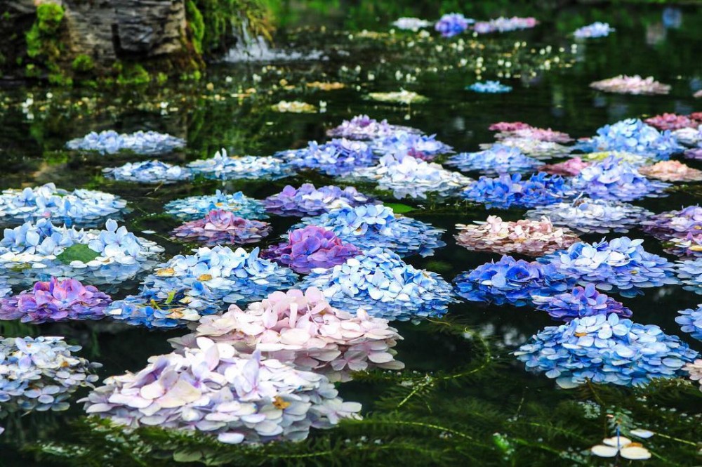 繡球花手水舍, 日本花手水舍, 日本繡球花手水舍,