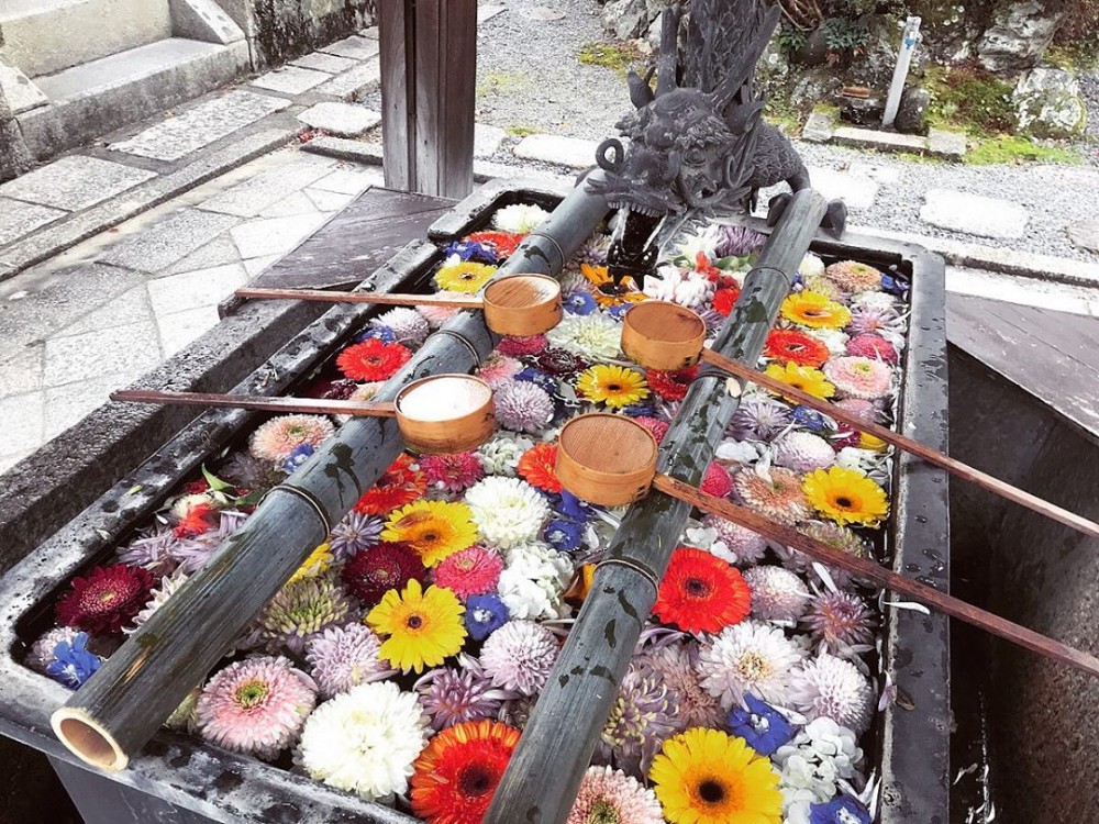 繡球花手水舍, 日本花手水舍, 日本繡球花手水舍, 京都柳谷觀音楊谷寺