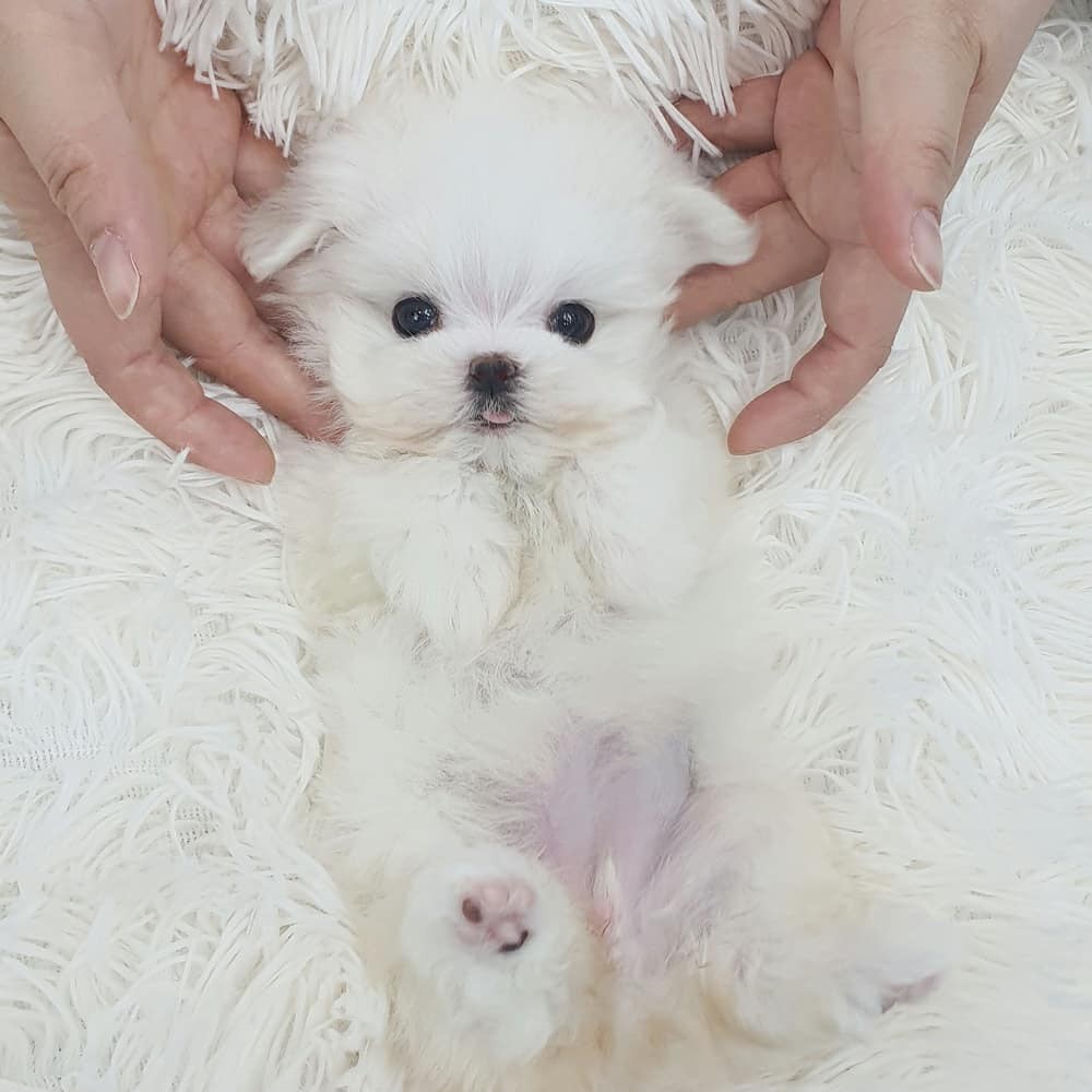 最熱門狗狗品種 韓國超迷你茶杯 馬爾濟斯犬 摩天使mix貴婦犬小巧可愛 Girlstyle 女生日常
