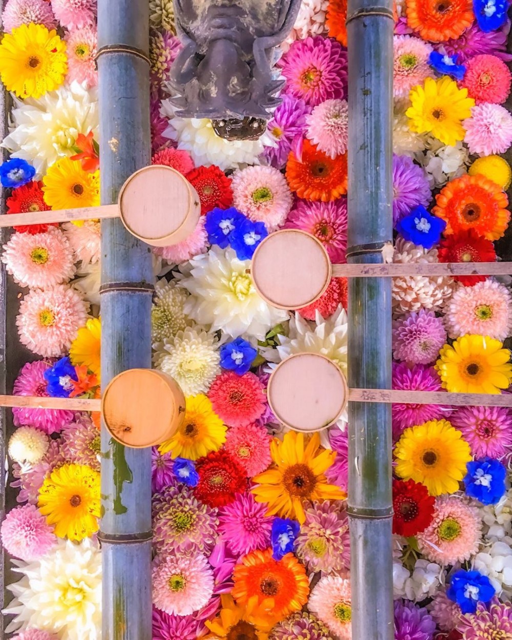 繡球花手水舍, 日本花手水舍, 日本繡球花手水舍,京都柳谷觀音楊谷寺