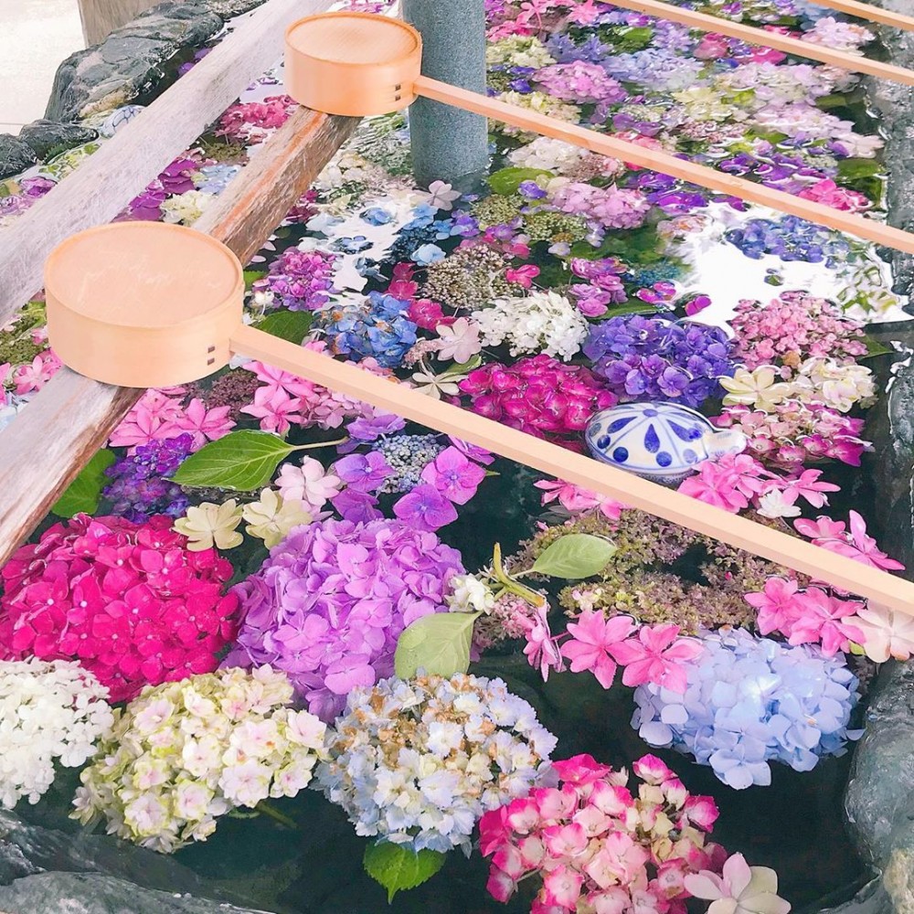 繡球花手水舍, 日本花手水舍, 日本繡球花手水舍,