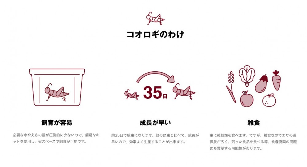 日本無印良品MUJI蟋蟀仙貝 昆蟲食品救地球