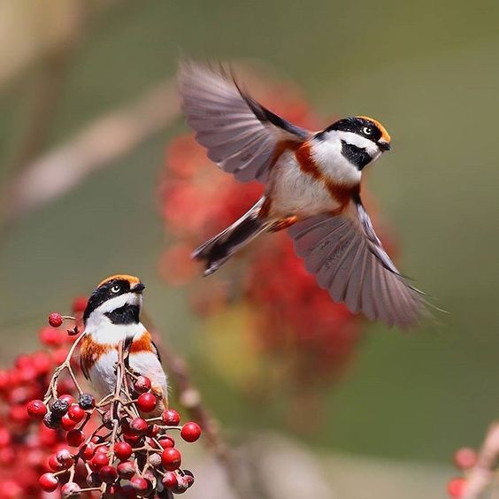 紅頭山雀(Red-headed Tit)