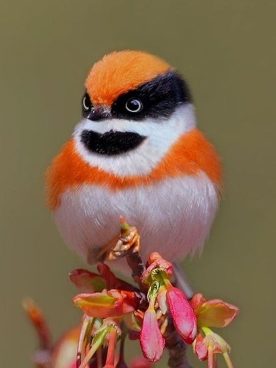 紅頭山雀(Red-headed Tit)