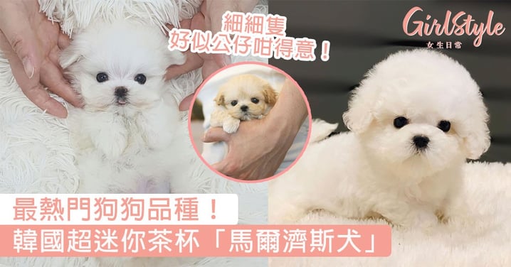 最熱門狗狗品種！韓國超迷你茶杯「馬爾濟斯犬」，摩天使mix貴婦犬小巧可愛！