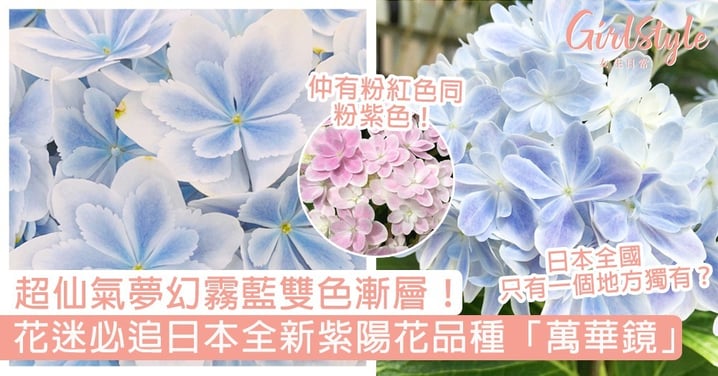 日本全新紫陽花品種「萬華鏡」！超仙氣夢幻霧藍雙色漸層，花迷到日本必朝聖～