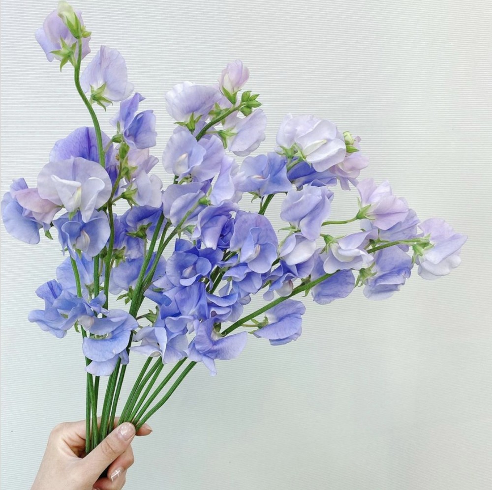 霧紫藍色豌豆花