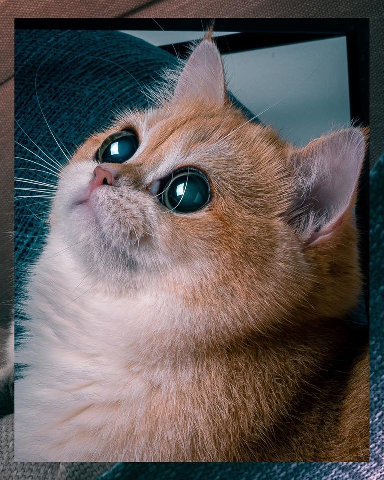 「史力加貓」本尊 碧綠圓眼貓咪 IG@sky.cattery