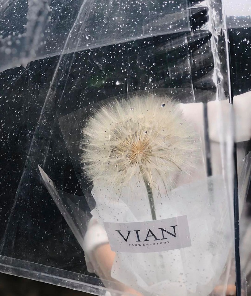 巨型蒲公英 超級蒲公英 婆羅門參