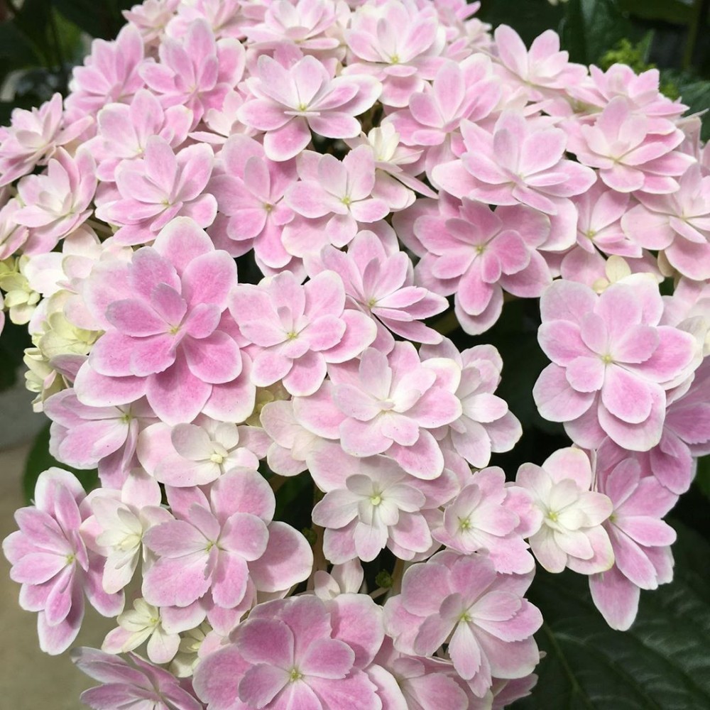 日本絕美紫陽花新品種 星花火 星空藍ｘ柔美紫極夢幻 配上星星花瓣超唯美 Girlstyle 女生日常