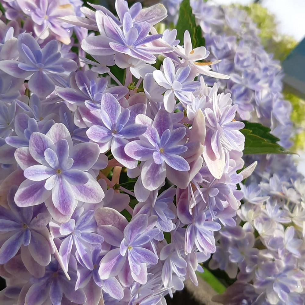 日本新品種紫陽花萬華鏡