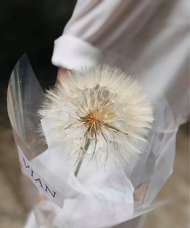 巨型蒲公英 超級蒲公英 婆羅門參