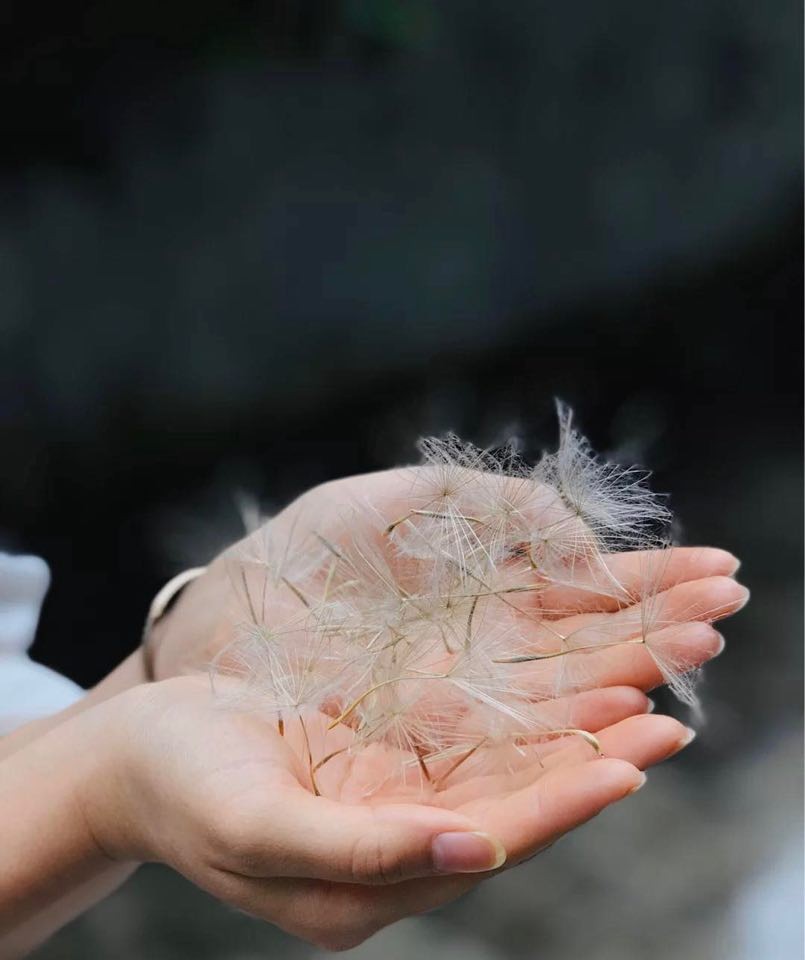 巨型蒲公英 超級蒲公英 婆羅門參