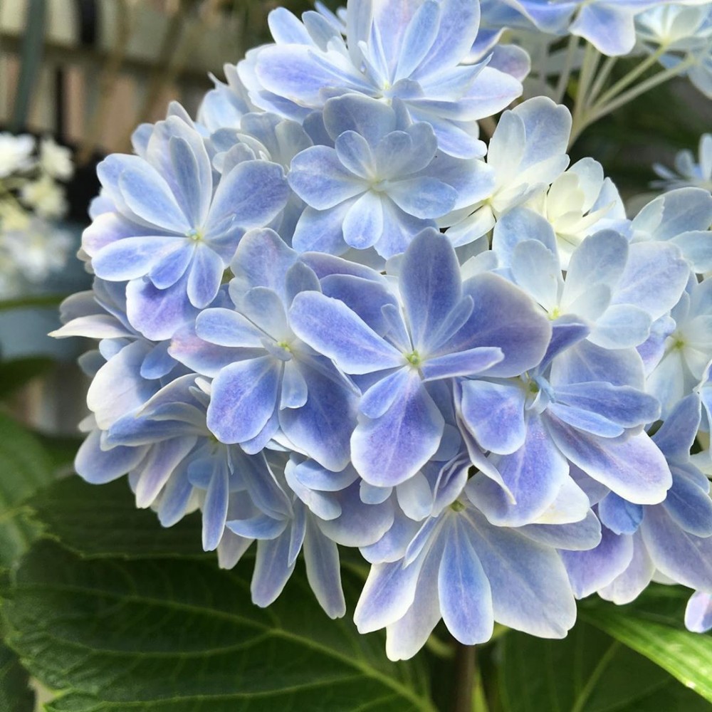 日本全新紫陽花品種 萬華鏡 超仙氣夢幻霧藍雙色漸層 花迷到日本必朝聖 Girlstyle 女生日常