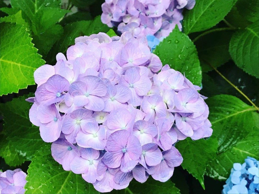 三色漸層繡球花