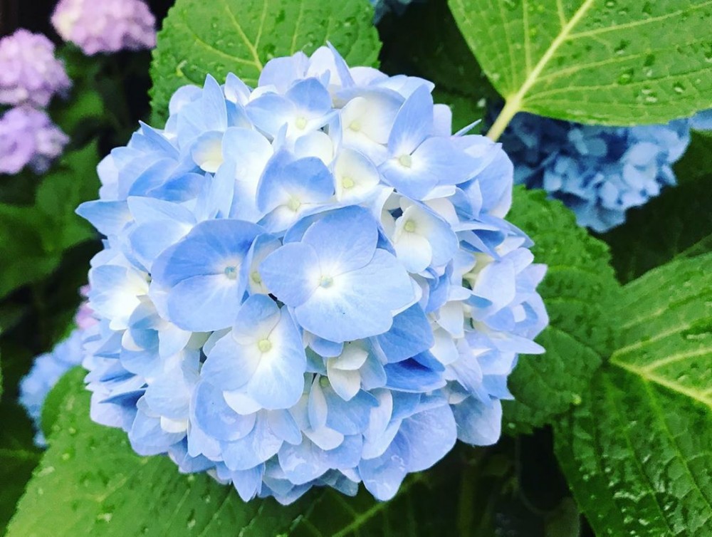 三色漸層繡球花