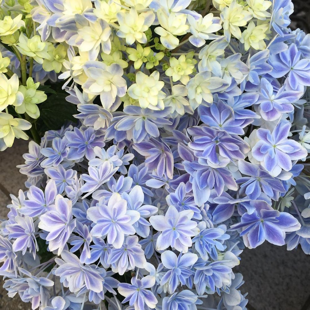 日本新品種紫陽花萬華鏡