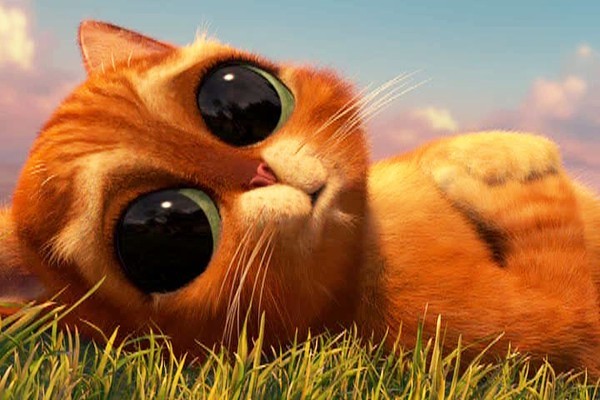 「史力加貓」本尊 碧綠圓眼貓咪 IG@sky.cattery