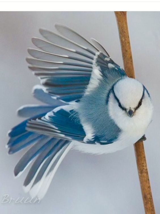 灰藍山雀