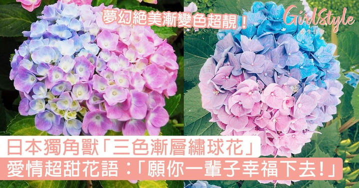 日本超罕有獨角獸「三色漸層繡球花」！愛情超甜花語：「願你一輩子幸福下去！」