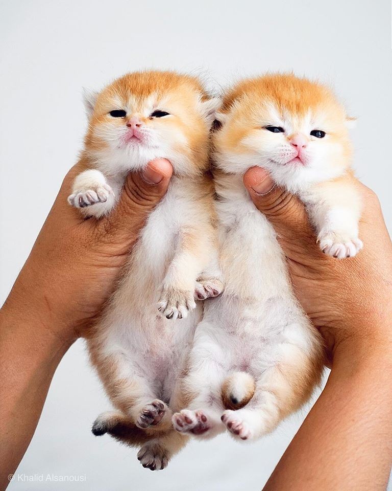 「史力加貓」本尊 碧綠圓眼貓咪 IG@sky.cattery