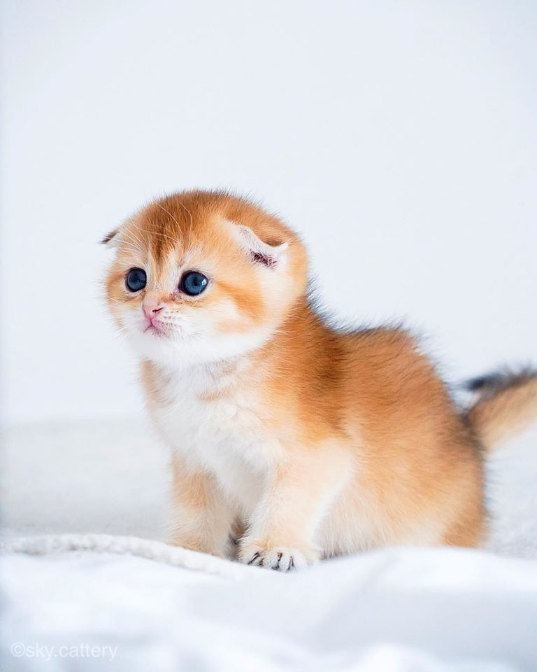 「史力加貓」本尊 碧綠圓眼貓咪 IG@sky.cattery