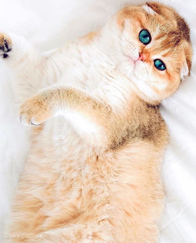 「史力加貓」本尊 碧綠圓眼貓咪 IG@sky.cattery