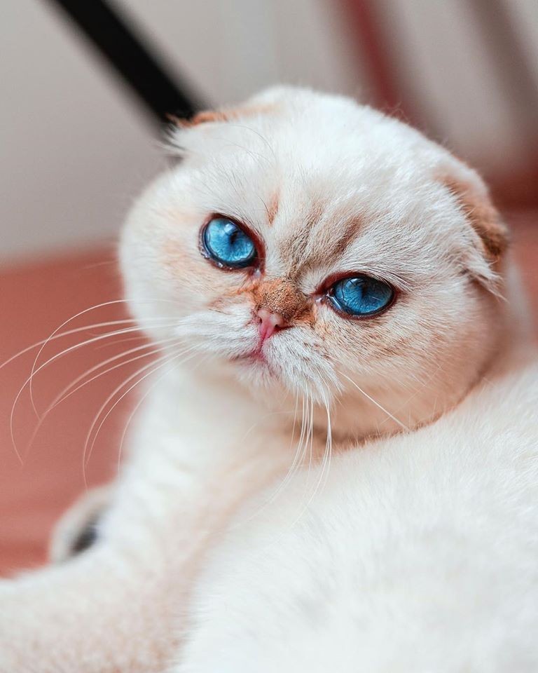 「史力加貓」本尊 碧綠圓眼貓咪 IG@sky.cattery