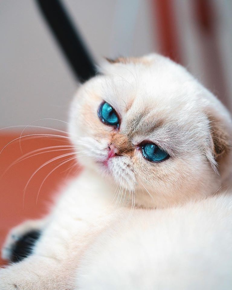 「史力加貓」本尊 碧綠圓眼貓咪 IG@sky.cattery