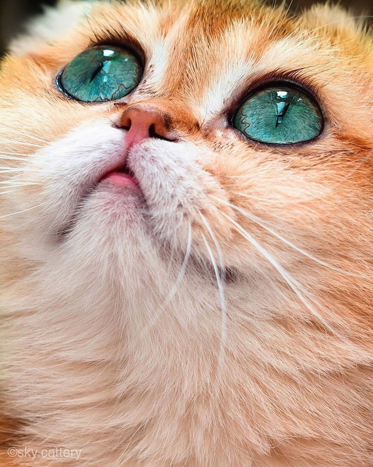 「史力加貓」本尊 碧綠圓眼貓咪 IG@sky.cattery