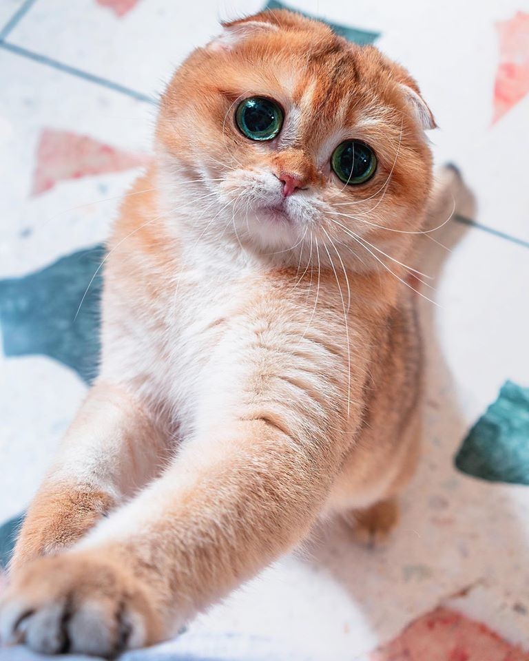 「史力加貓」本尊 碧綠圓眼貓咪 IG@sky.cattery