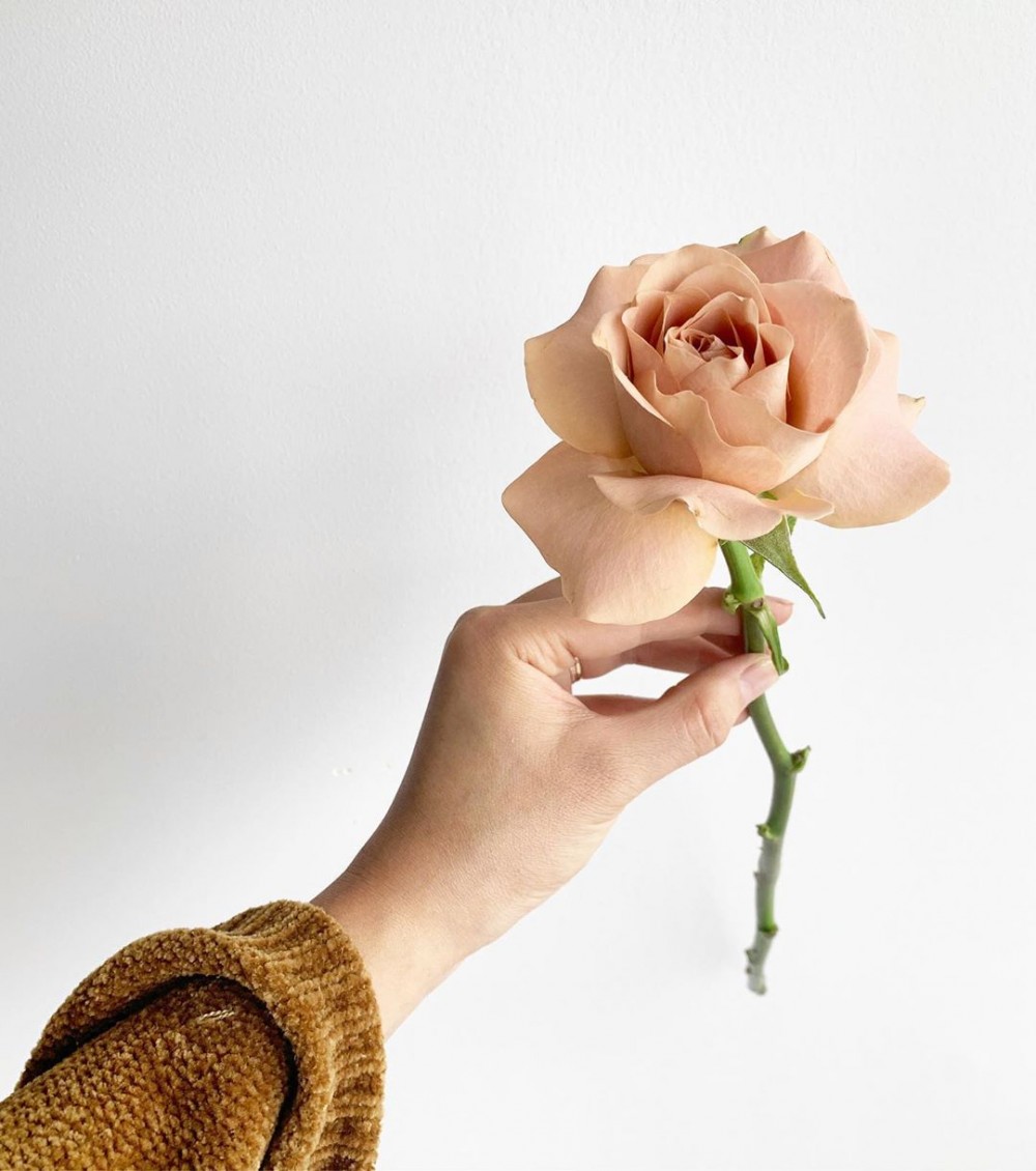 拿鐵玫瑰, Cappucino rose, 花,