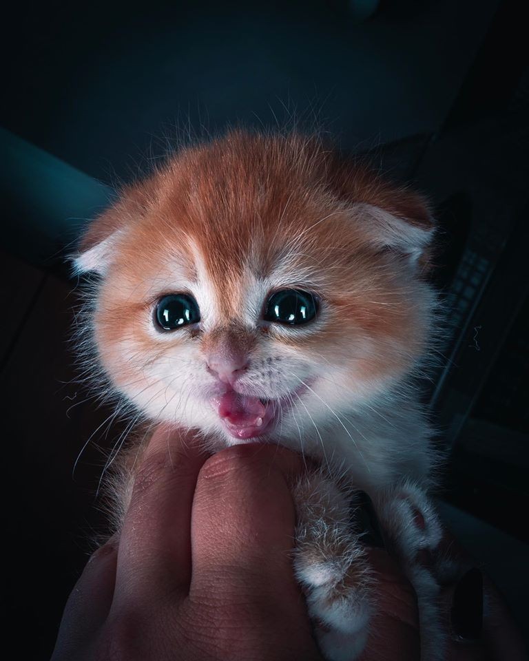 「史力加貓」本尊 碧綠圓眼貓咪 IG@sky.cattery