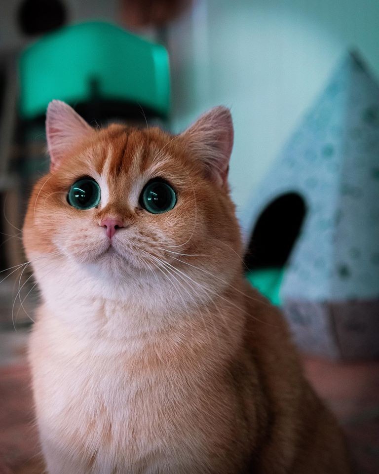 「史力加貓」本尊 碧綠圓眼貓咪 IG@sky.cattery